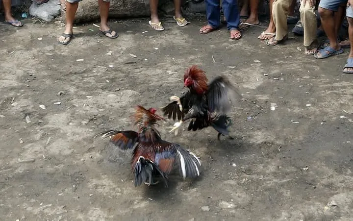 Những giống gà đá Philippines